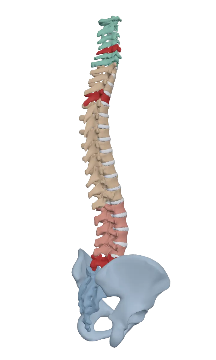 Coluna vertebral 3D do WCare com as vértebras ajustadas na sessão, C5, T4 e L5, marcadas em vermelho